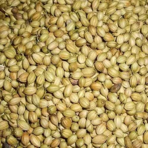6124 Whole Coriander Seeds